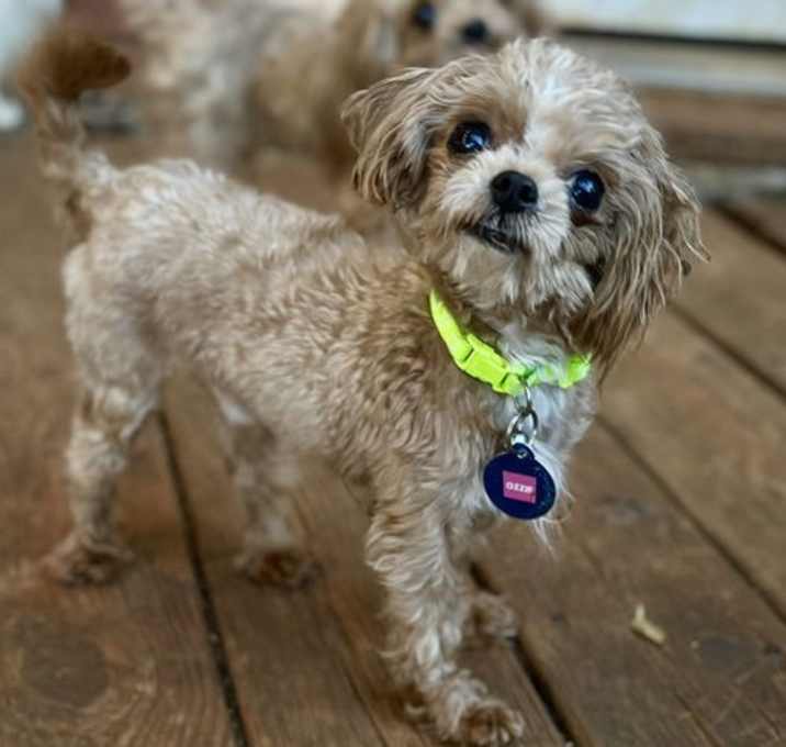 Photo of Ozzie