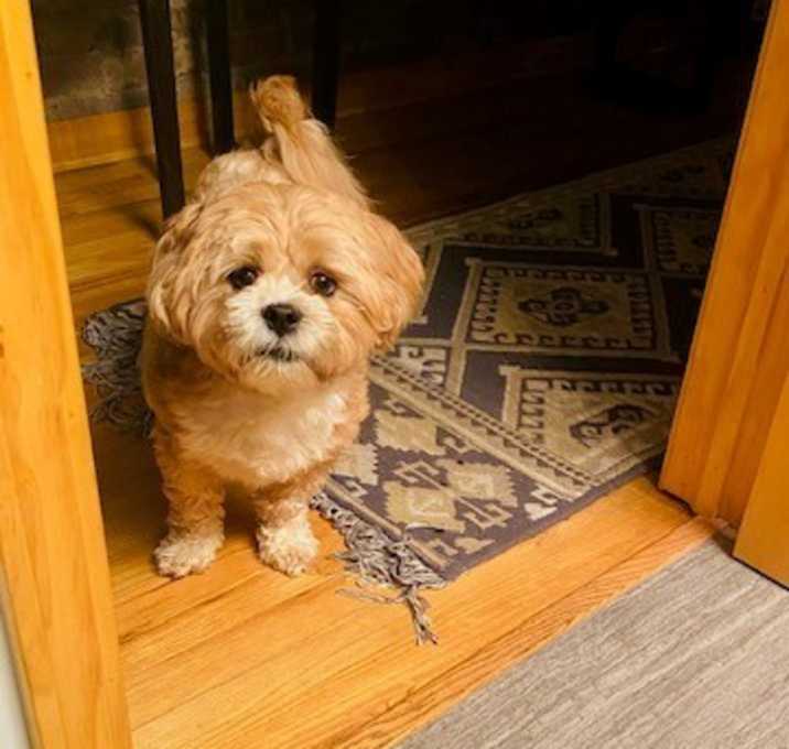Photo of Teddy Bear