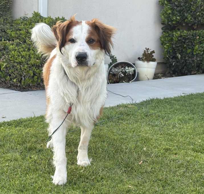 Photo of Collie (unknown)