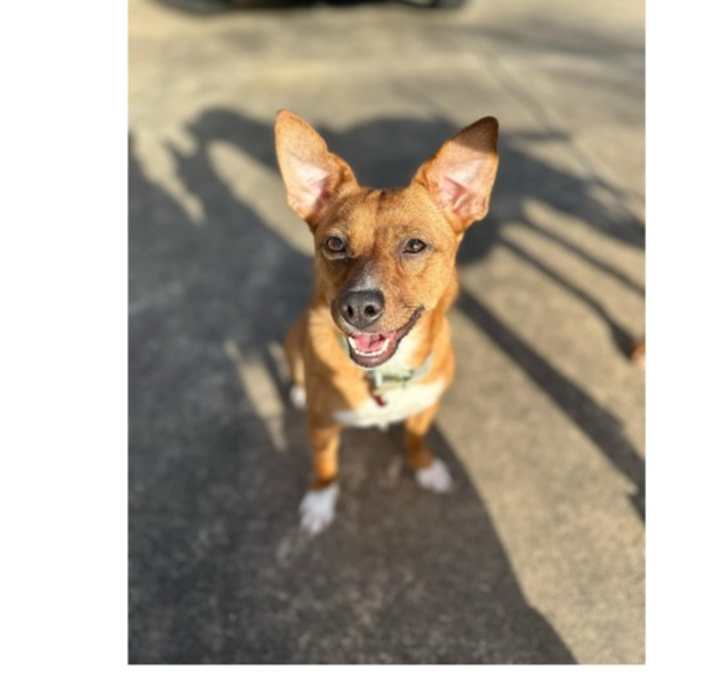 Photo of DUTCHESS