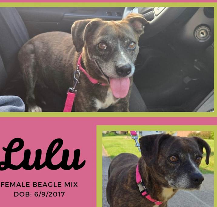 Photo of Lulu
