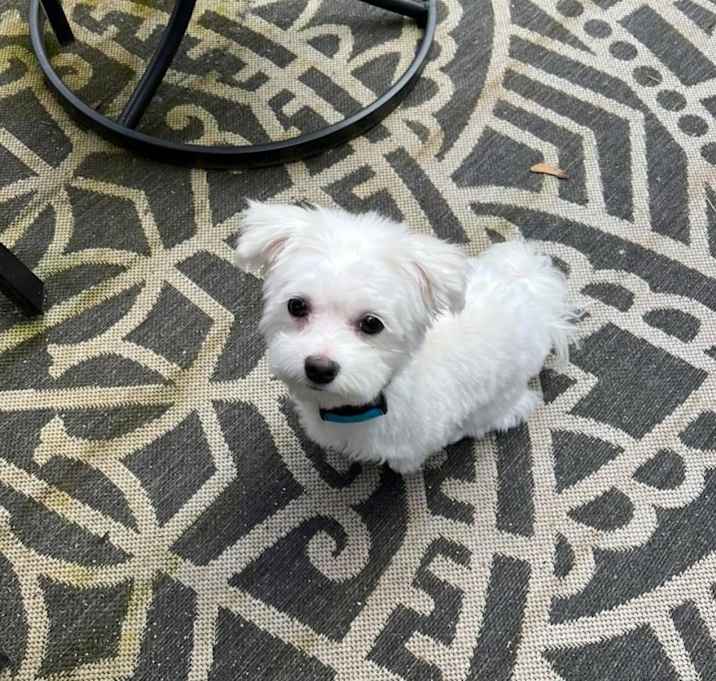Photo of Franklin ( Franky)