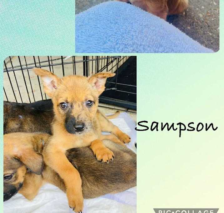 Photo of Sampson