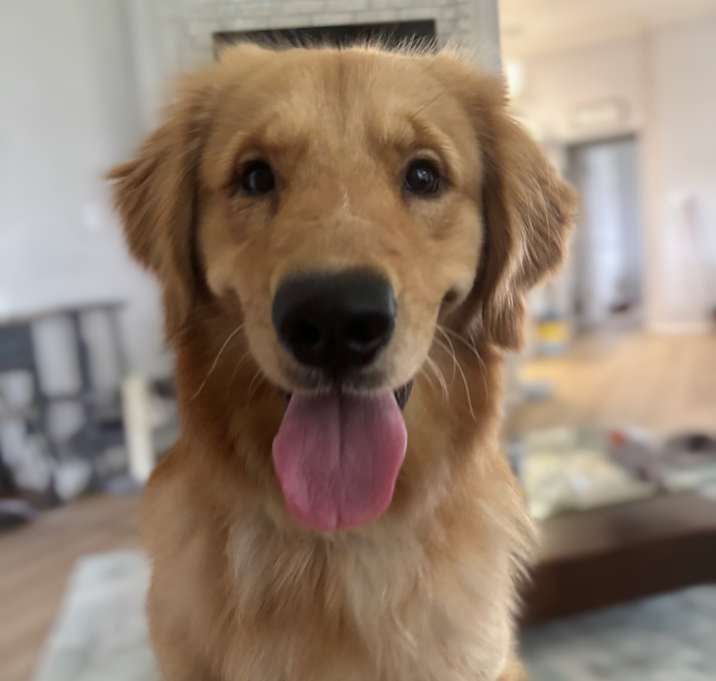Photo of Teddy