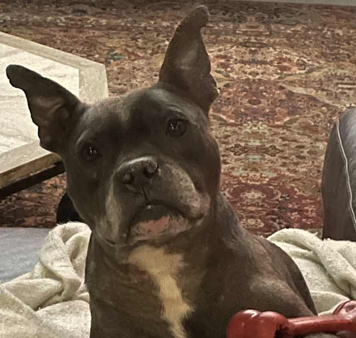Photo of Oscar