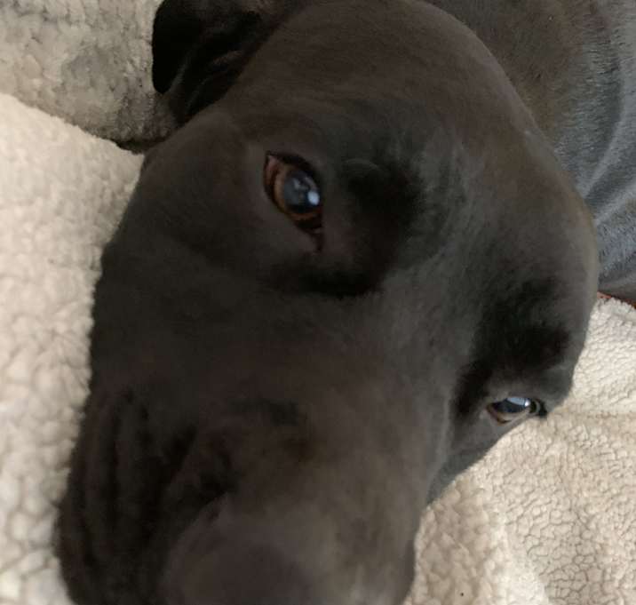Photo of June Bug