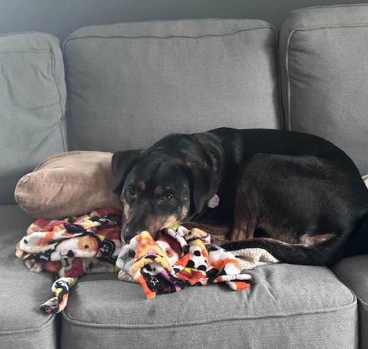 Photo of Dexter