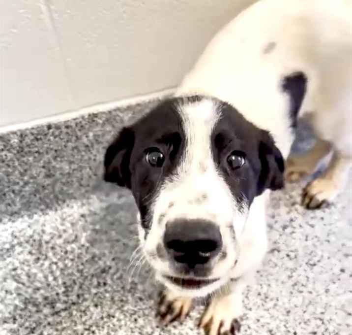 Photo of OREO