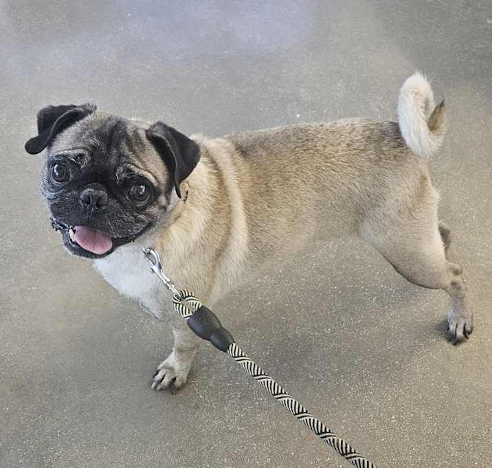 Photo of Buggie The Puggie