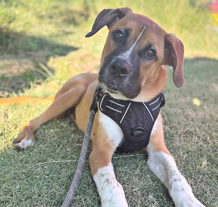 Photo of Archie