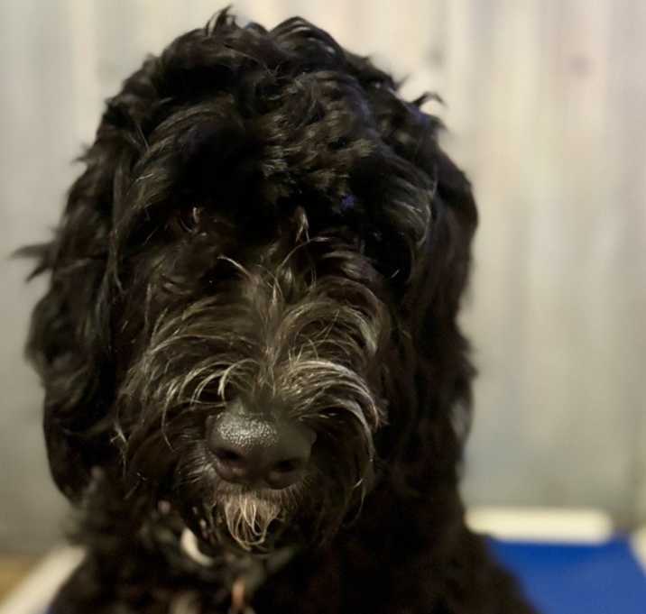 Photo of Hank