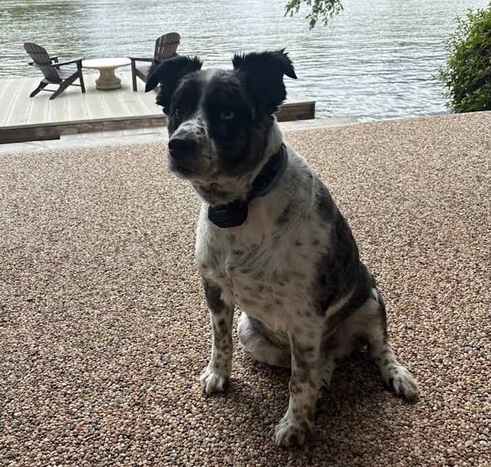 Photo of Tripp