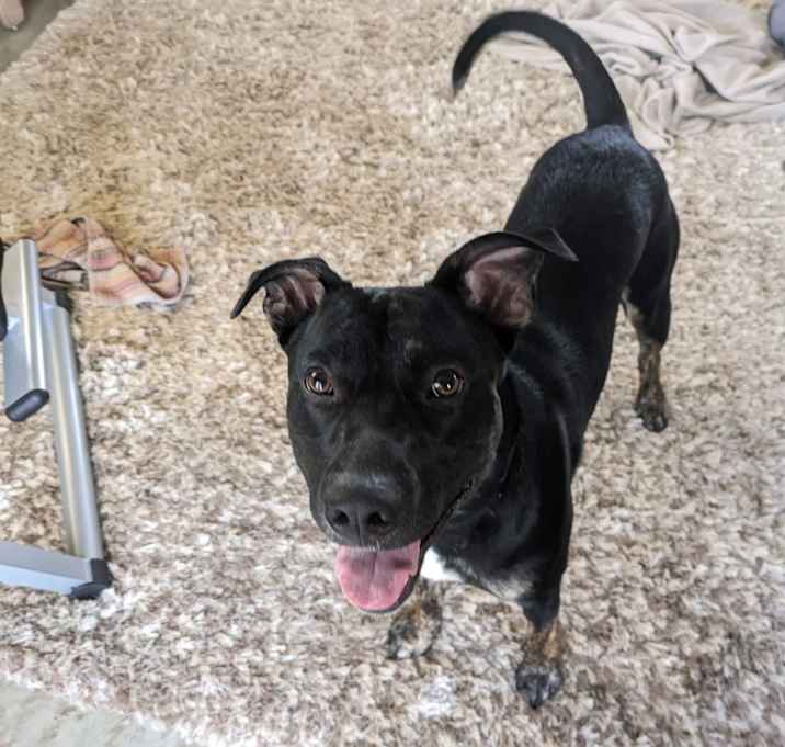 Photo of Cooper