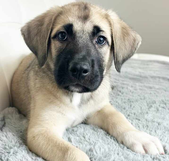 Photo of Ted Lasso Litter - Ted