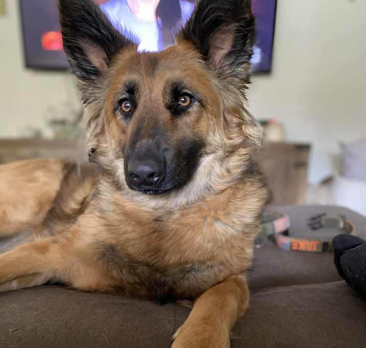 Photo of Sammy