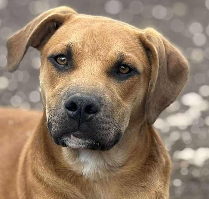 Photo of Hank