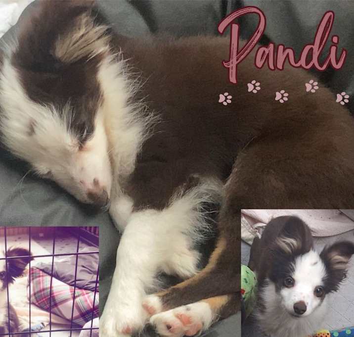 Photo of Pandi