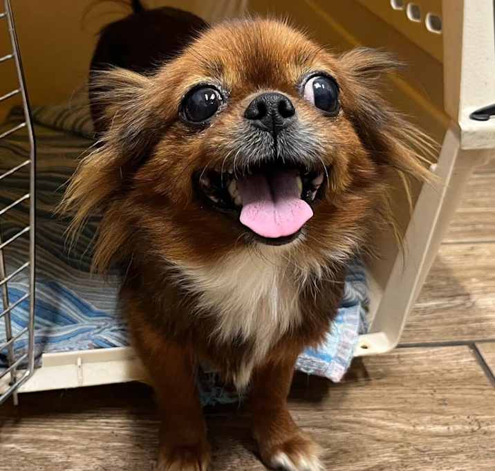 Photo of Princess