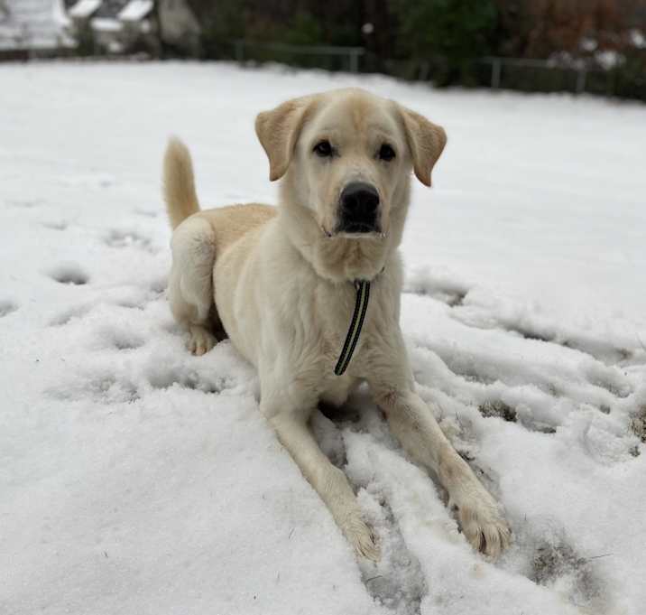Photo of Buddie