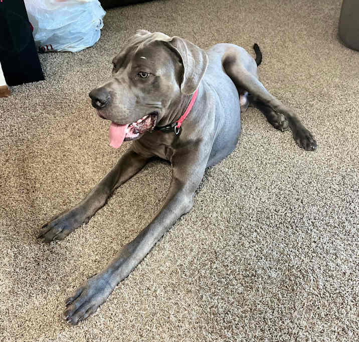 Photo of Smokey