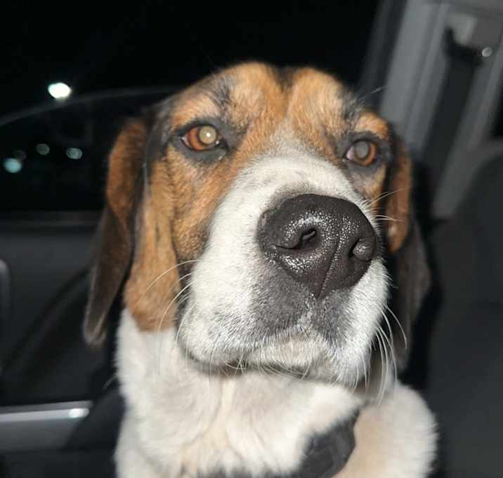Photo of Rebel