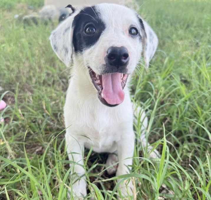 Photo of Roxi
