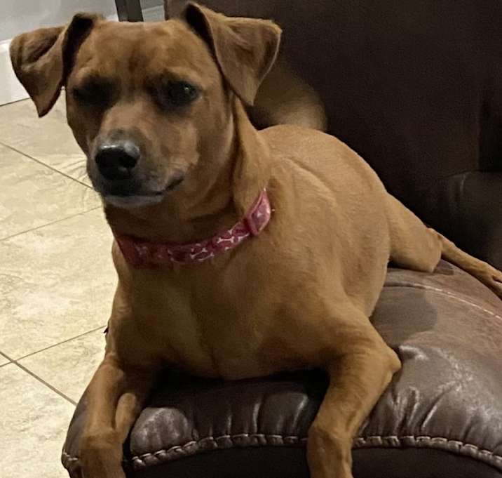 Photo of Scooby