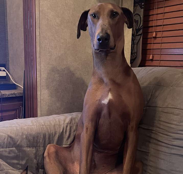 Photo of Moose