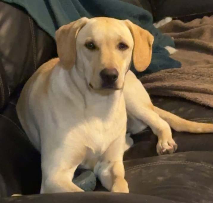 Photo of Marley