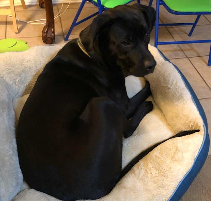 Photo of Shadow