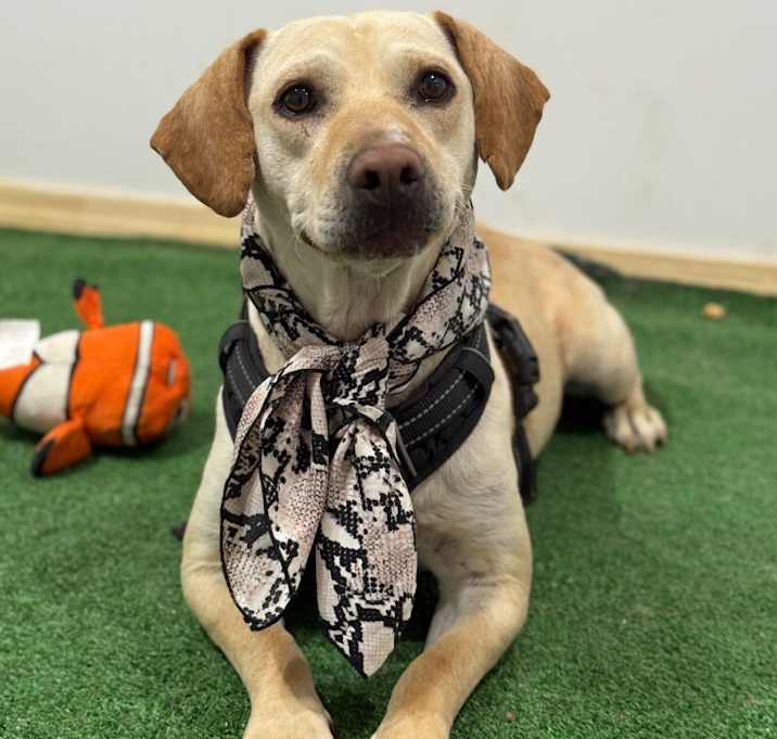Photo of Casper