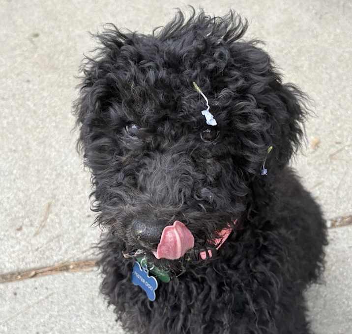 Photo of Farm Puppy Carrie