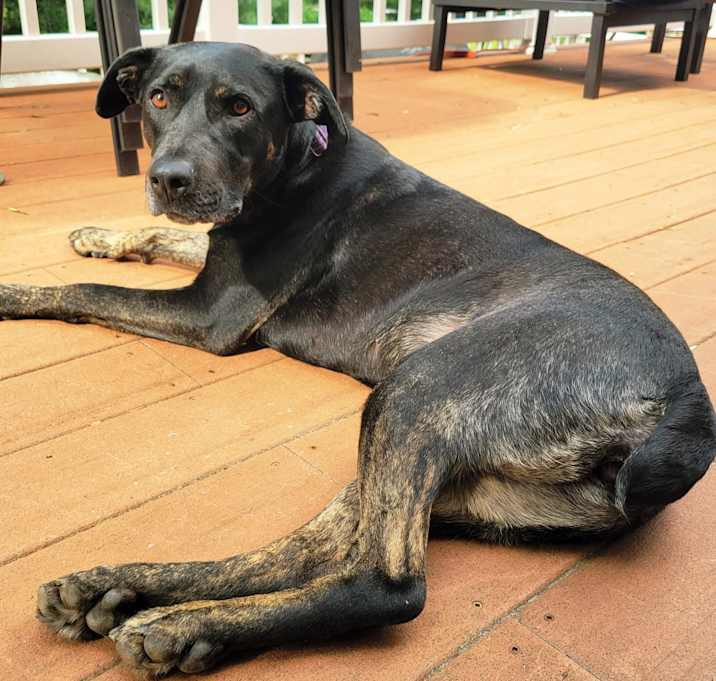 Photo of Bindi