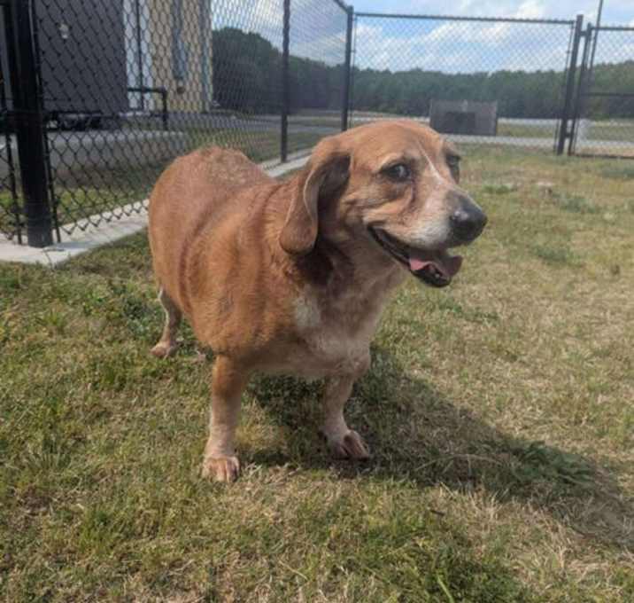 Photo of Clayton *Adopt or Foster*