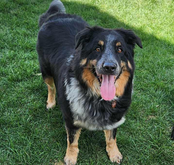 Photo of Lucky