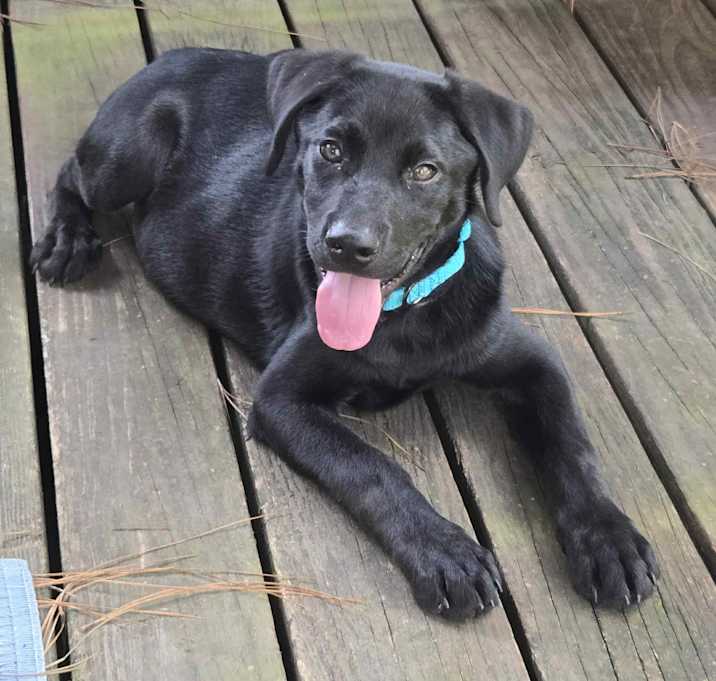 Photo of Coal