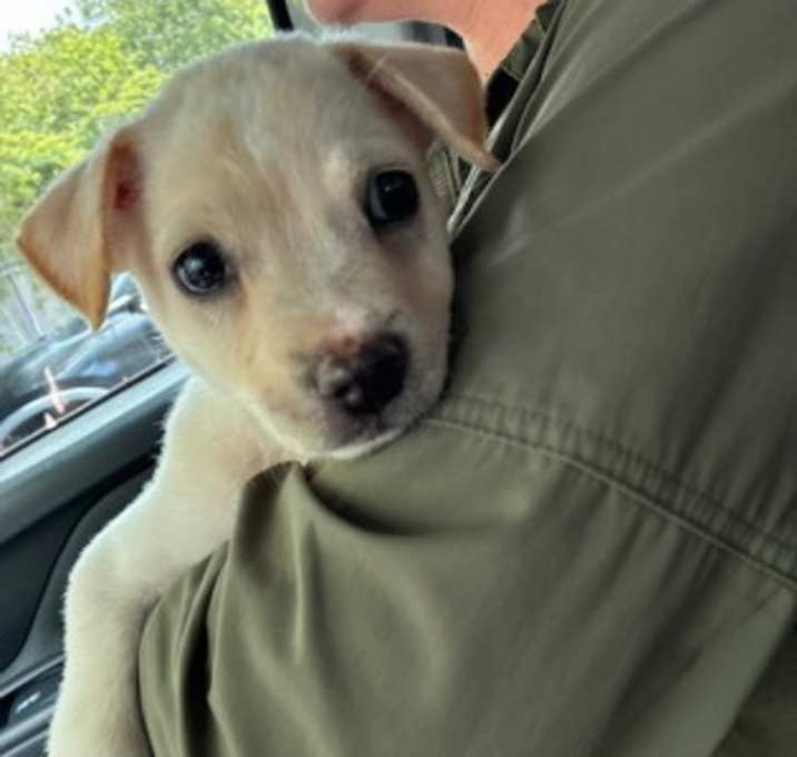 Photo of Lil Buddy