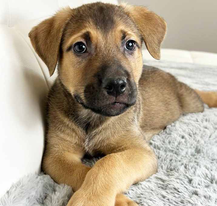 Photo of Ted Lasso Litter - Phoebe