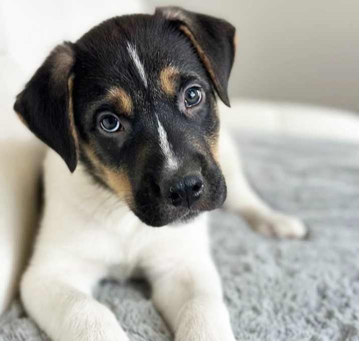 Photo of Ted Lasso Litter - Roy