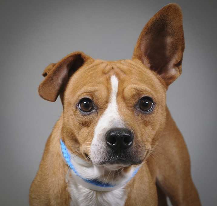 Photo of Desoto