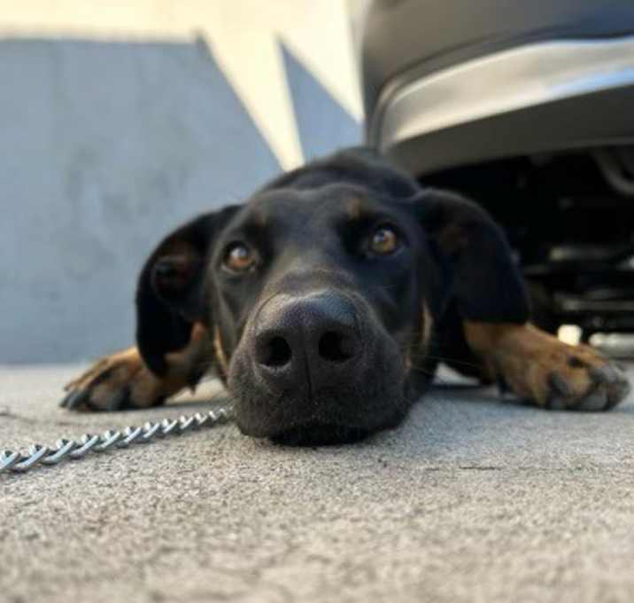 Photo of Luna
