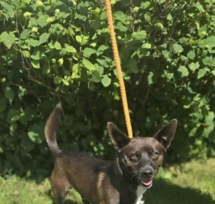 Photo of Koda
