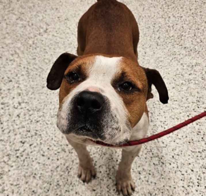 Photo of Sadogo-ADOPTED