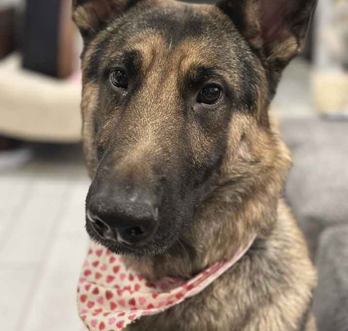 Photo of Goose