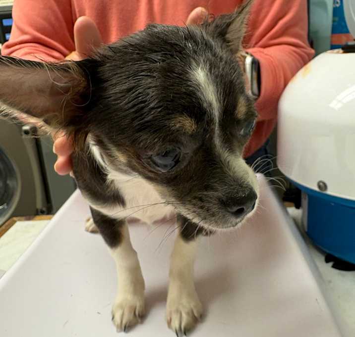 Photo of Mable