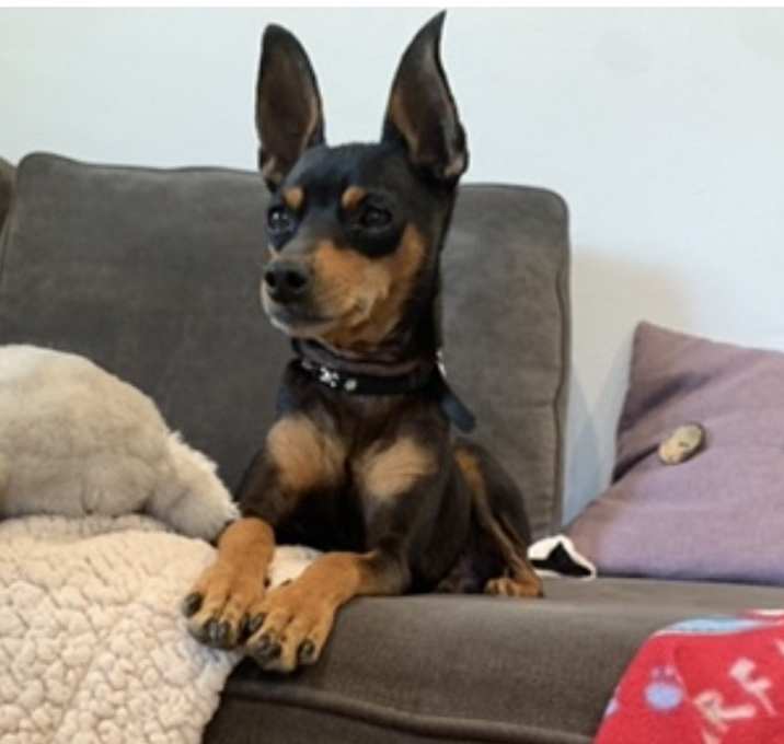 Photo of Sparky