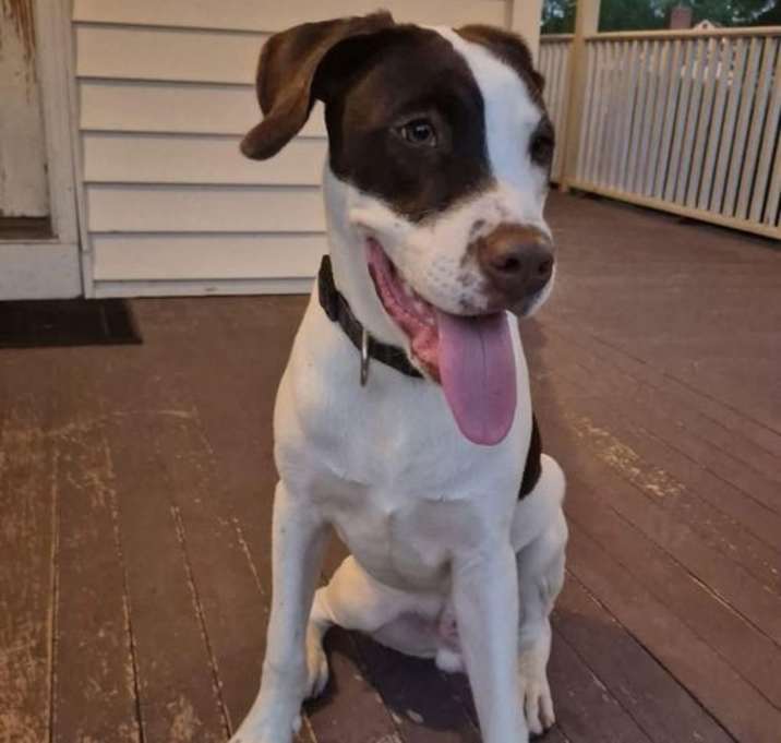 Photo of Bandit NJ