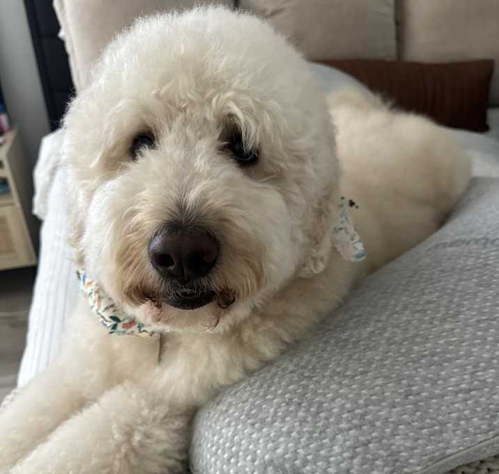 Photo of Buddy