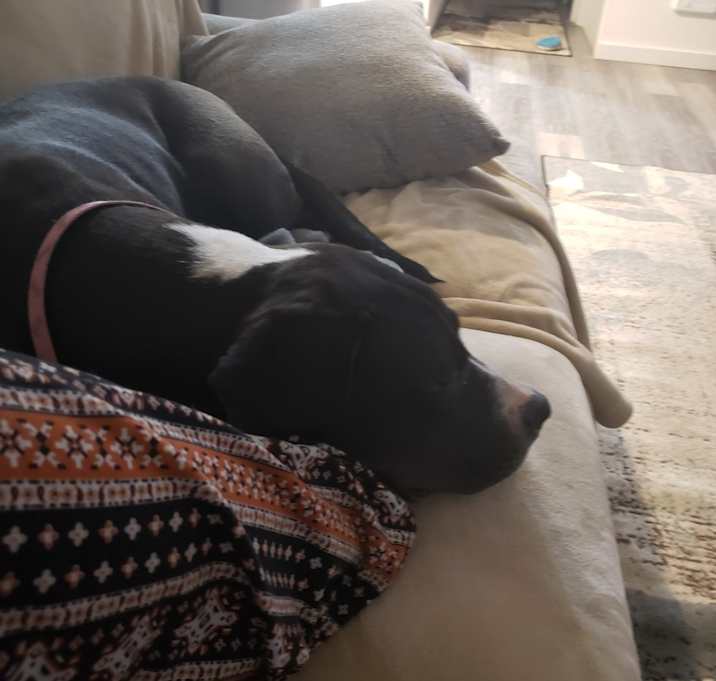 Photo of roxie