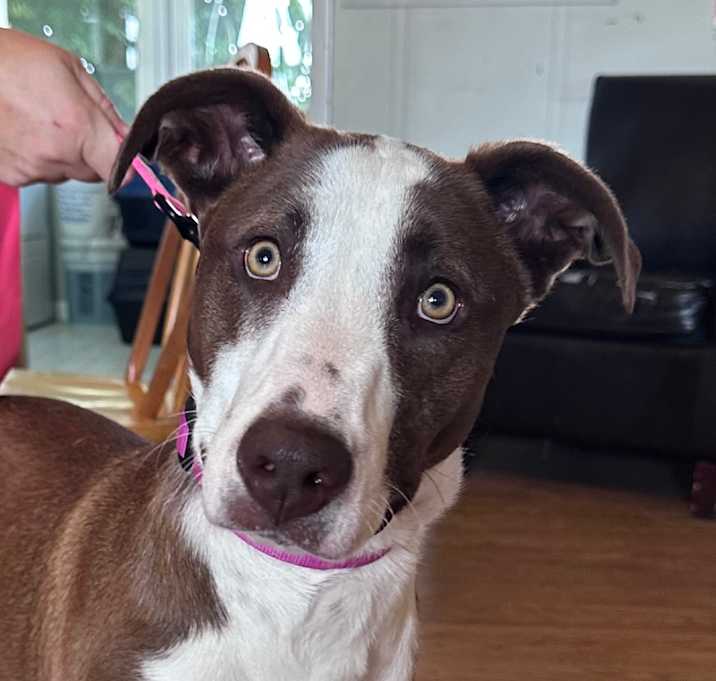Photo of Evie FKA Chablis **Off-Site Foster Home**